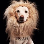 BIG ASS - THE LION