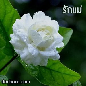 คอร์ดเพลง ค่าน้ำนม เพลงวันแม่ คอร์ดเพลง ค่าน้ำนม เพลงวันแม่