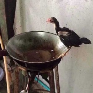 คอร์ดเพลง เลิกโง่แล้ว Chunlee