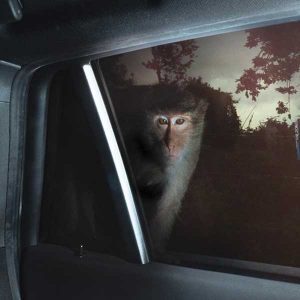  หมากแพง TangBadVoice