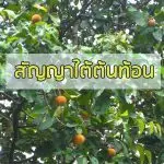 คอร์ดเพลง สัญญาใต้ต้นท้อน พิมพ์นิยม