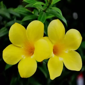 คอร์ดเพลง มิรามาลิน -ไม่ระบุ-