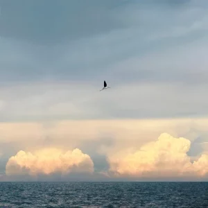 คอร์ดเพลง นกน้อย (noknoi) โบกี้ไลอ้อน